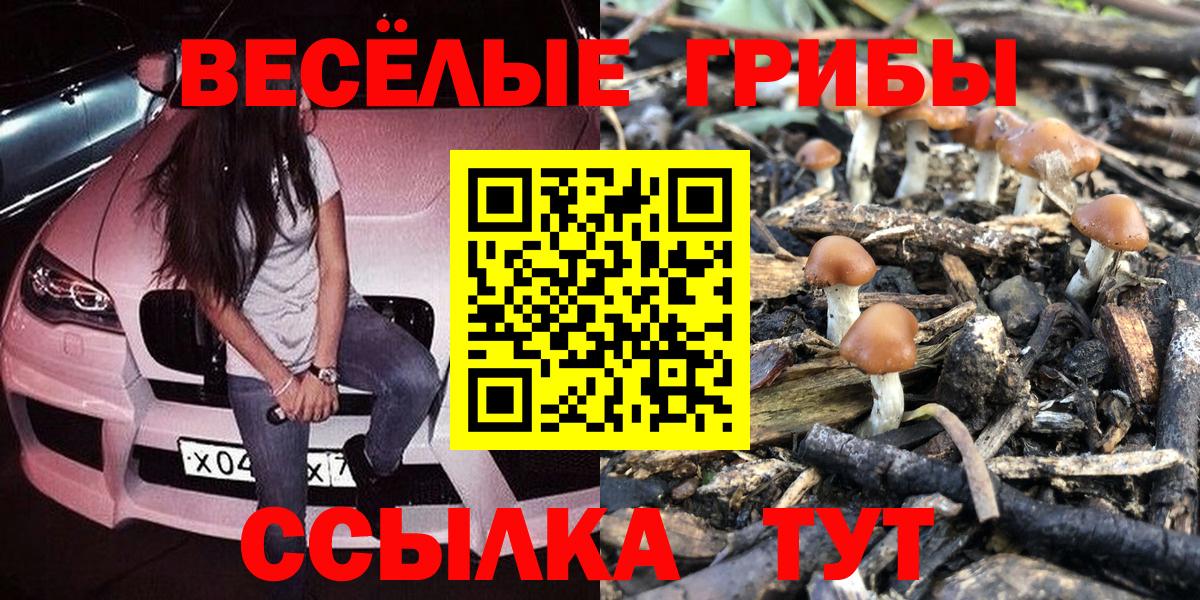 Псилоцибиновые грибы GOLDEN TEACHER  Вход с VPN  Тамбов  Псилоцибиновые грибы Cubensis 